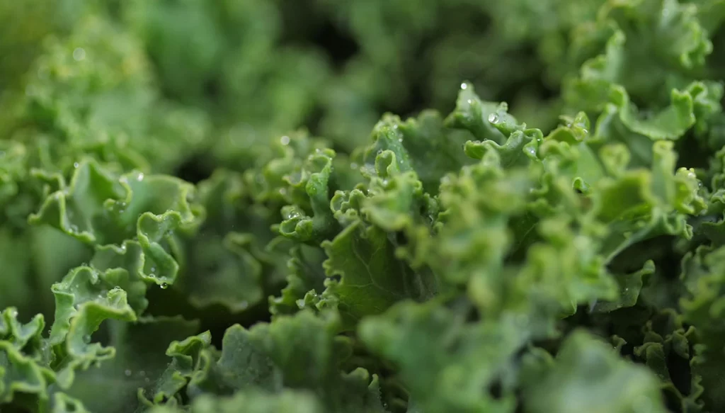 a close up shot of kale